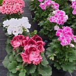 Edelpelargonie bunt