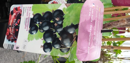 Johannisbeere schwarz