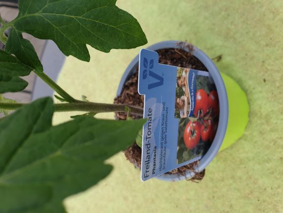 Freilandtomate Phantasia