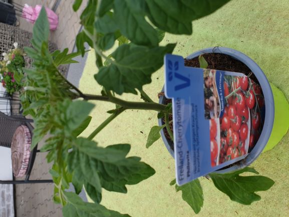 Freilandcherrytomate Philovita