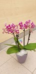 Orchidee rosa