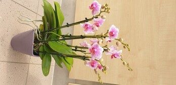 Orchidee rosa