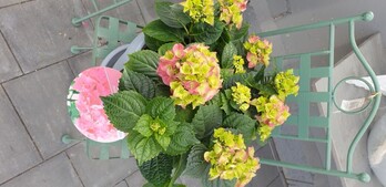 Hortensie rosa