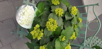 Hortensie weiß