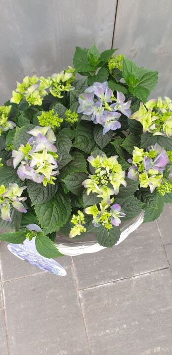 Hortensie blau