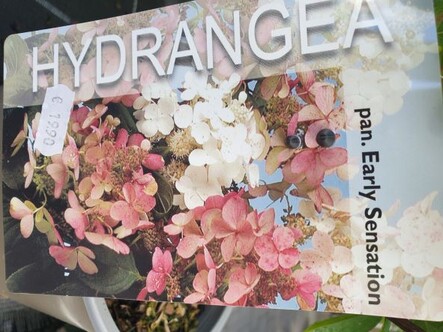 Rispenhortensie Early Sensation