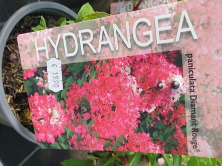 Rispenhortensie Diamand Rouge