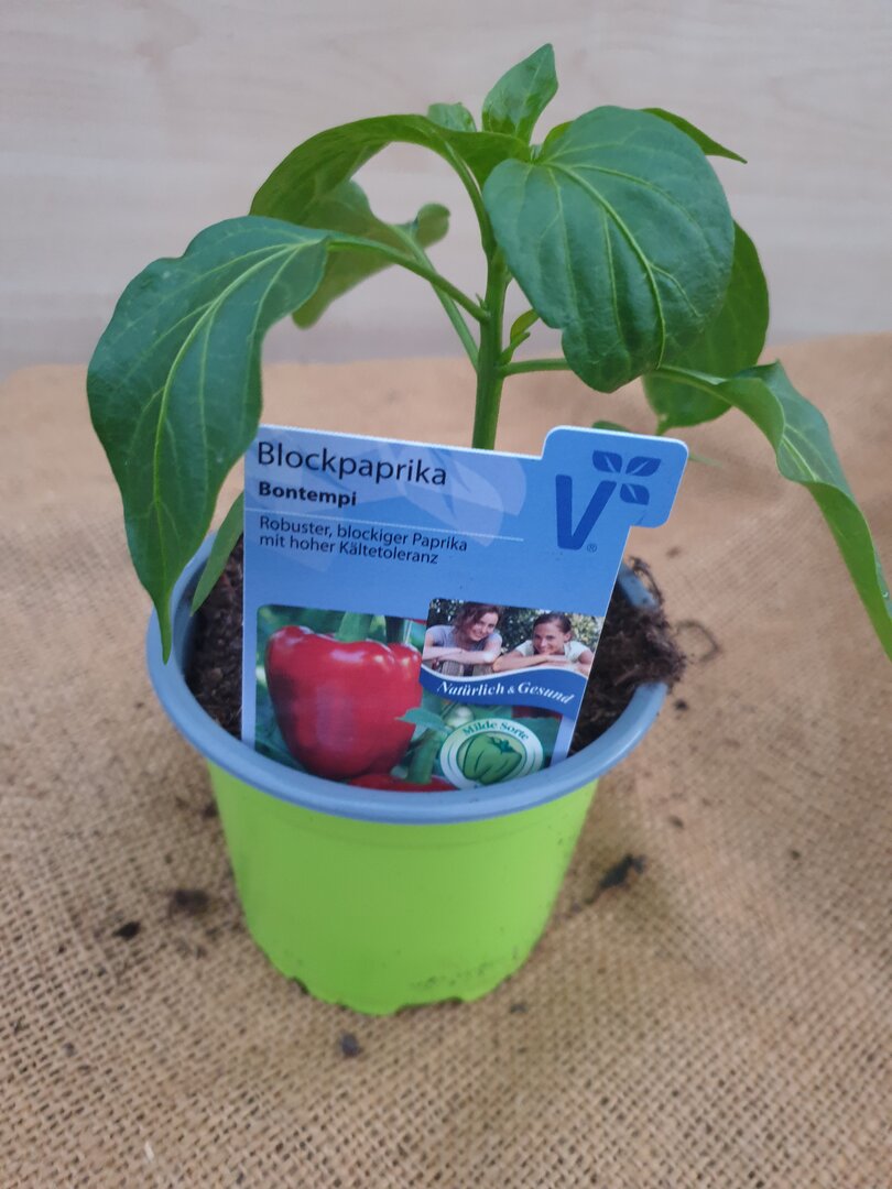 Blockpaprika orange