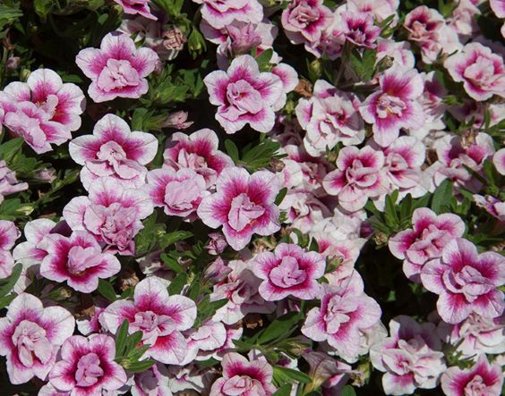 Million Bells Pink Tastik