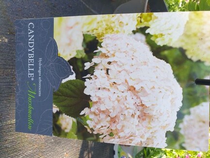 Schneeballhortensie Candybelle ® 'Bubblegum