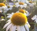 Echinacea weiß