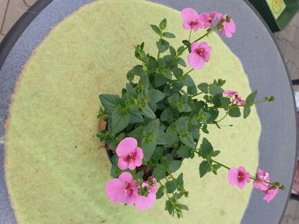 Elfensporn rosa