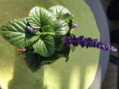 Salvia Frecher Michel
