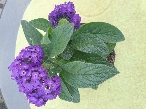 Vanillieblume
