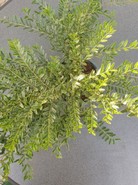 Lonicera