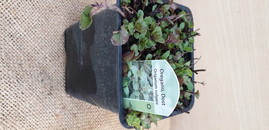 Oregano grün