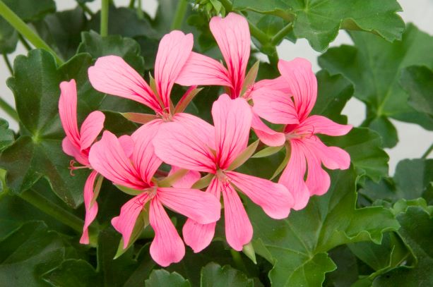 Geranien Balcon Rosa
