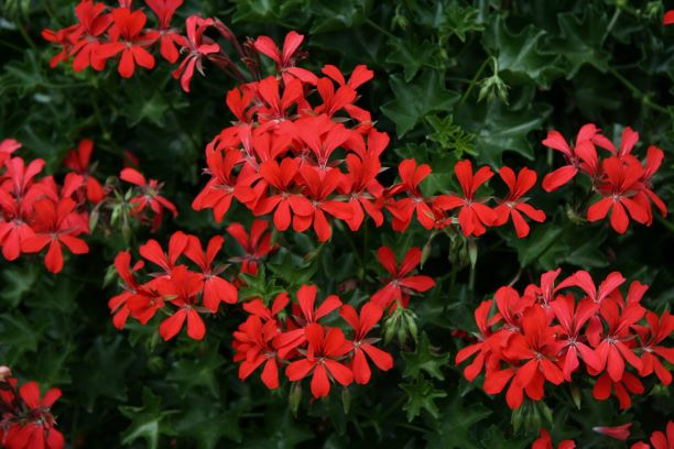 Geranien Balcon Rot