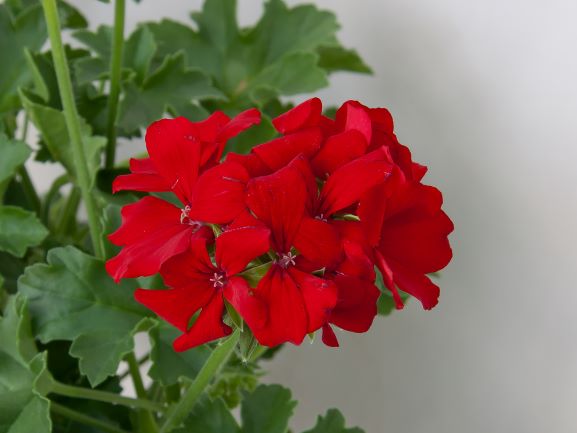 Geranien Marcada rot
