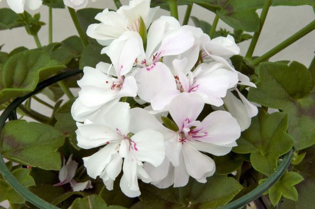Geranien Royal White