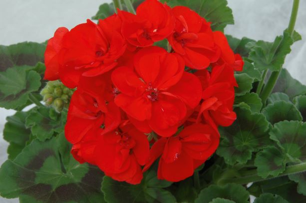 Geranien rot