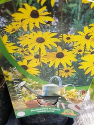 Rudbeckia