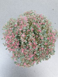 Sedum cauticolum