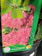 Sedum  rosa