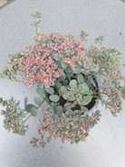 Sedum rosa