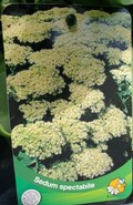 Sedum  weiß