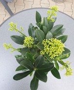 Skimmia weiß