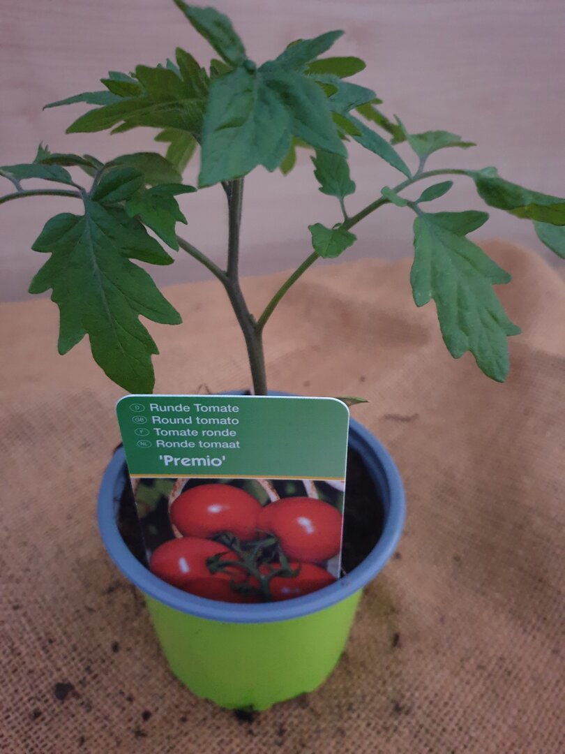 Strauchtomate Premio
