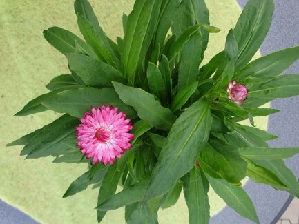 Strohblume rosa
