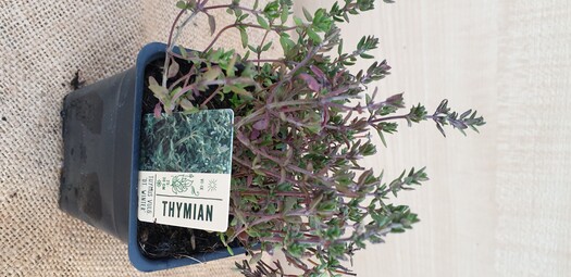 Thymian
