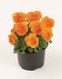 Stiefmütterchen Mini Deep Orange