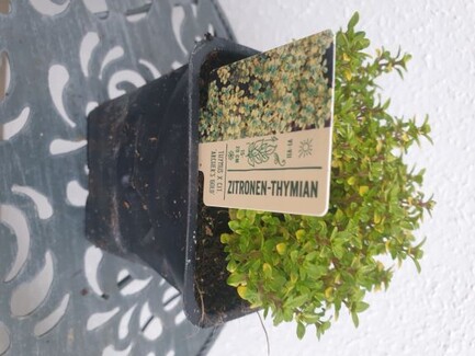 Zitronenthymian